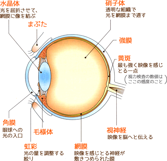 ヒトの眼の構造の断面模式図 title=